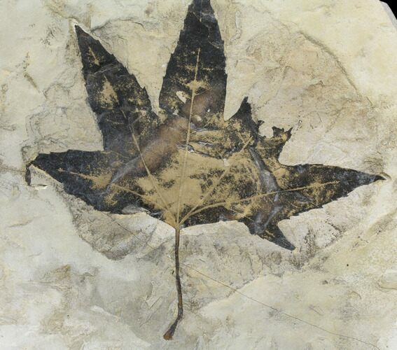 Fossil Maple (Acer) Leaf - Green River Formation, Utah #130446
